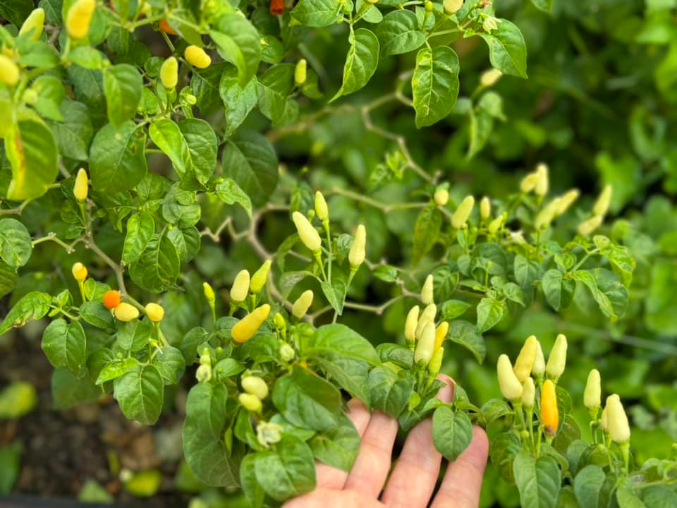 Nữ ca sĩ dành thời gian chăm sóc không gian xanh với nhiều rau củ, cây ăn quả.