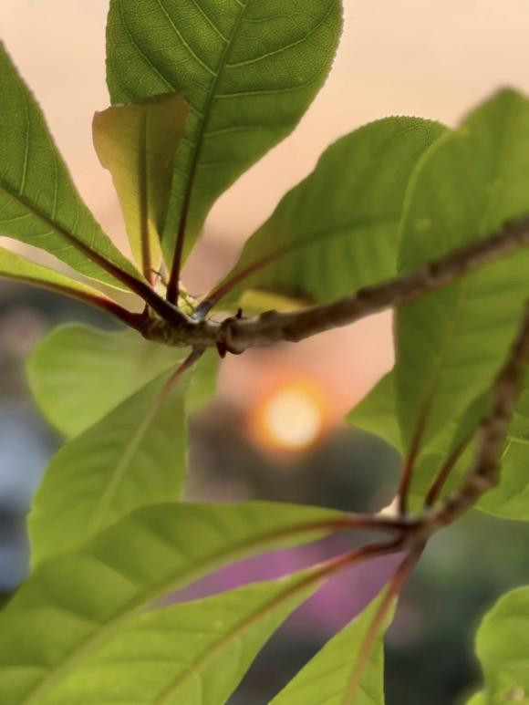 Khoảnh khắc bình yên từ khu vườn nhà Mỹ Tâm. Nguồn ảnh: FBNV