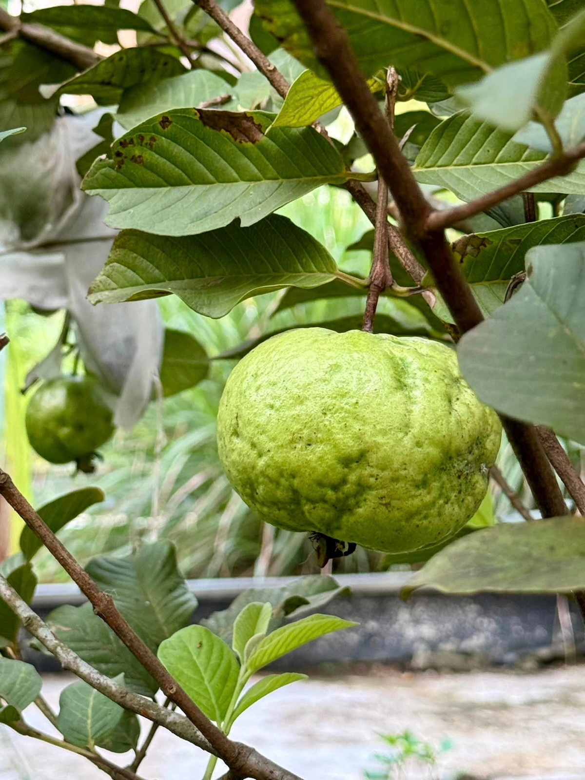 Cây ổi cho nhiều trái.