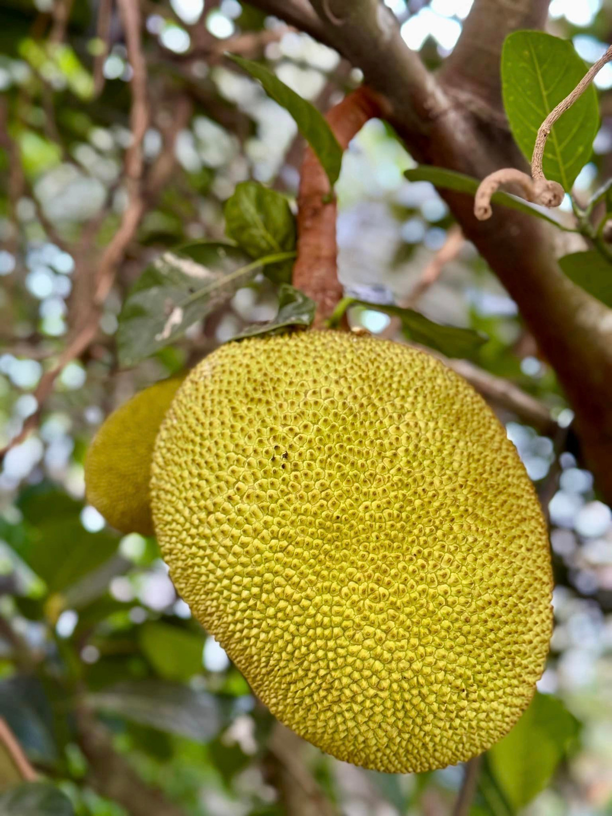 Mít cũng cho quả to.