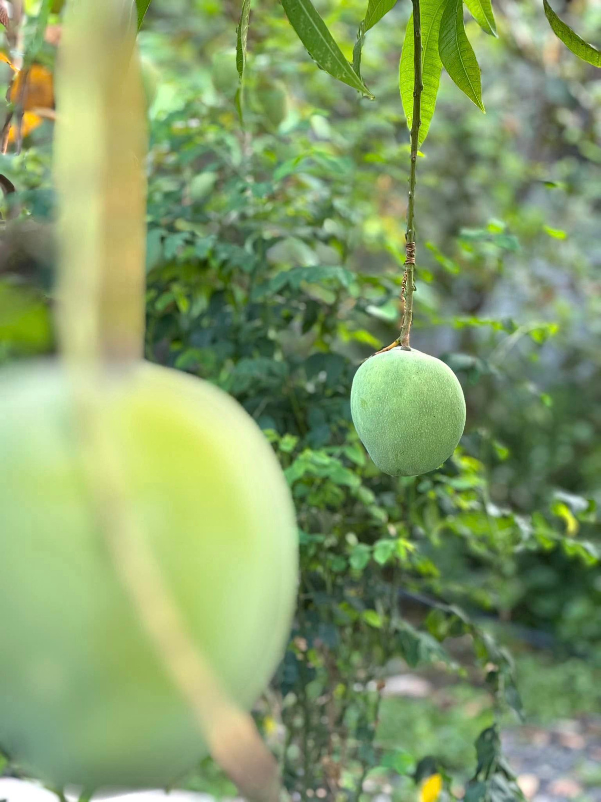 Xoài cho trái to trông thích mắt.