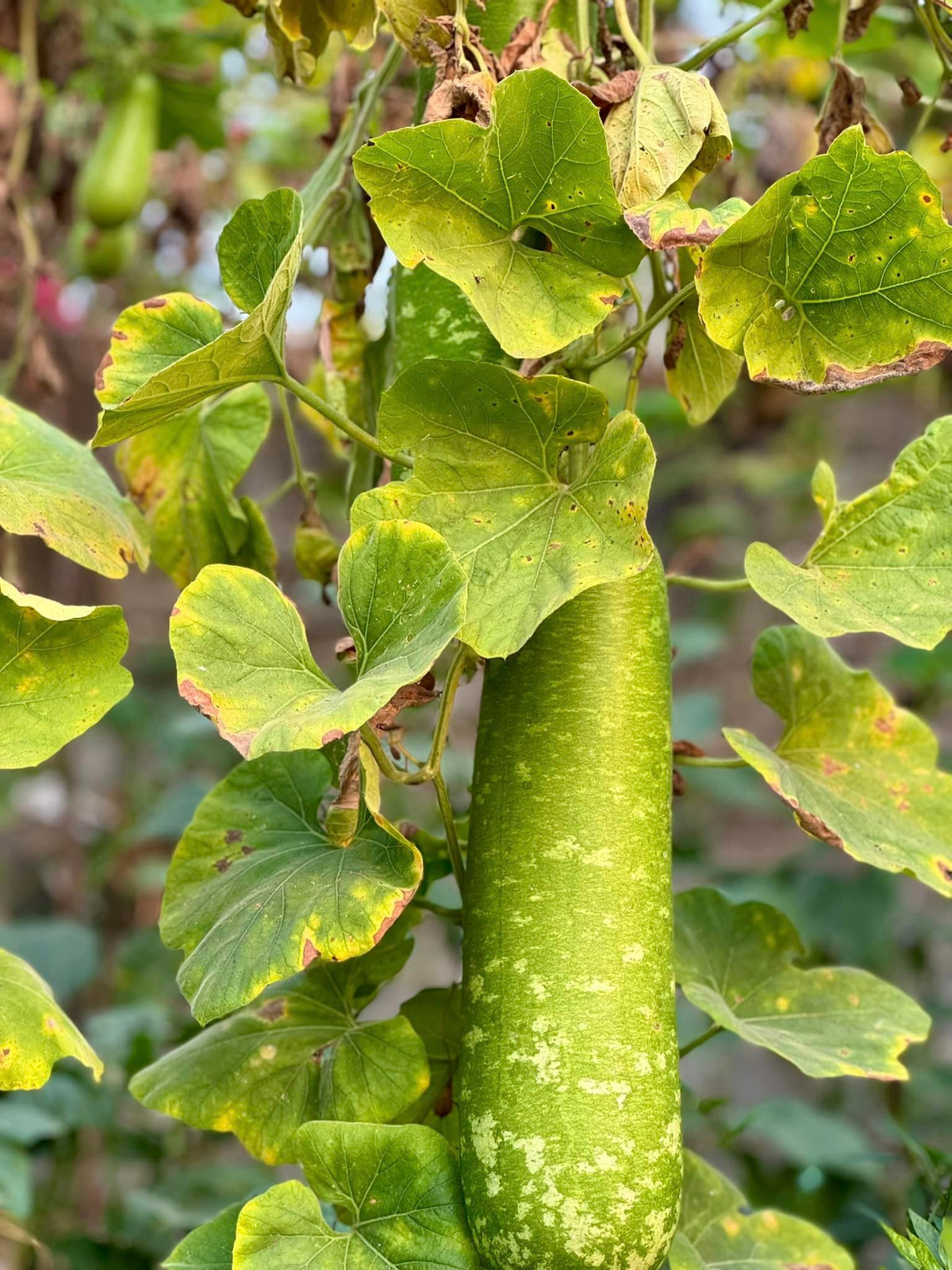 Dù lịch trình bận rộn, Mỹ Tâm vẫn lựa chọn cuộc sống gần gũi thiên nhiên.