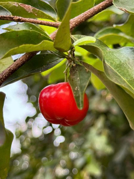 Mỹ Tâm cho biết gia đình thường xuyên thu hoạch hoa trái theo mùa.