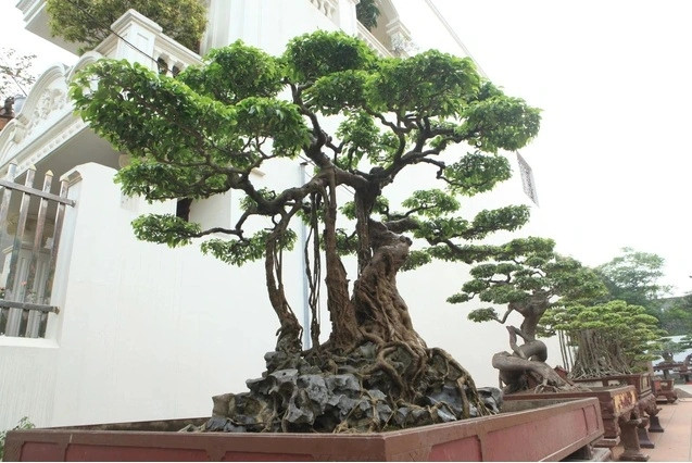 Với việc sở hữu hàng trăm cây cảnh quý hiếm, giá trị lên đến hàng chục triệu USD, vườn cây cảnh của ông Phan Văn Toàn còn được Tạp chí bonsai thế giới bình chọn là một trong mười vườn cây cảnh đẹp nhất thế giới. Ảnh: Vietnamnet