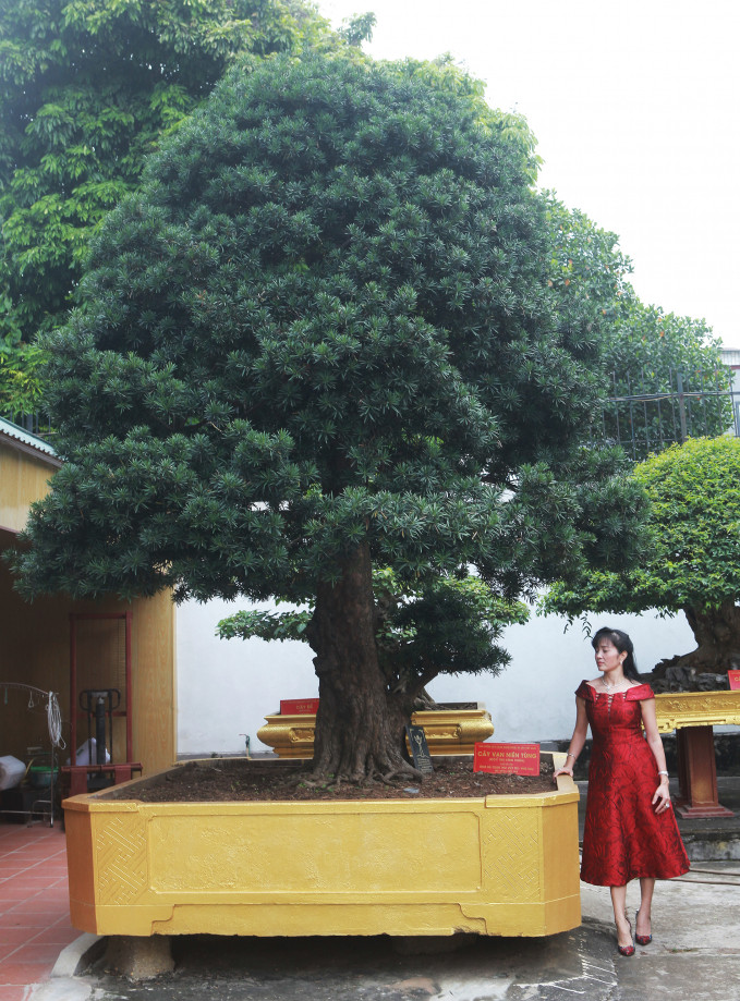 Đây là cây tùng từng được vua Quang Trung trồng tặng cho công chúa Ngọc Hân, ước tính trị giá khoảng 2 triệu USD. Ảnh: Vietnamnet