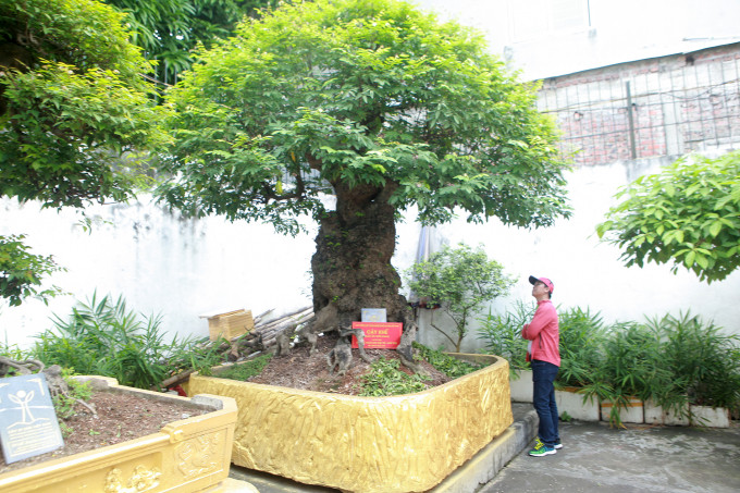 Khu vườn có sự góp mặt của bộ sưu tập khế cổ gồm 4 cây được xem là “có một không hai” ở Việt Nam. Ảnh: Vietnamnet