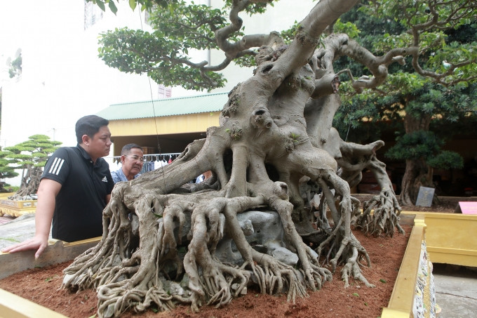 Nằm giữa khuôn viên vườn là 2 tác phẩm sanh cổ giá trị nhất Việt Nam: “Tiên lão giáng trần” và “Ngọa hổ tàng long” giá trị vài triệu USD. Ảnh: Công luận