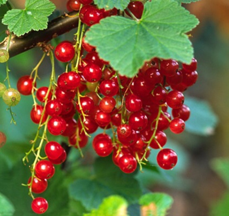 Mấy năm trước, người tiêu dùng Việt háo hức săn lùng loại quả lạ mang cái tên cực sang chảnh "nho chuỗi ngọc". Thời điểm mới được nhập khẩu vào Việt Nam, nho chuỗi ngọc có giá 2 triệu đồng/kg. Ảnh: Internet