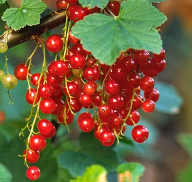 Mấy năm trước, người tiêu dùng Việt háo hức săn lùng loại quả lạ mang cái tên cực sang chảnh "nho chuỗi ngọc". Thời điểm mới được nhập khẩu vào Việt Nam, nho chuỗi ngọc có giá 2 triệu đồng/kg. Ảnh: Internet