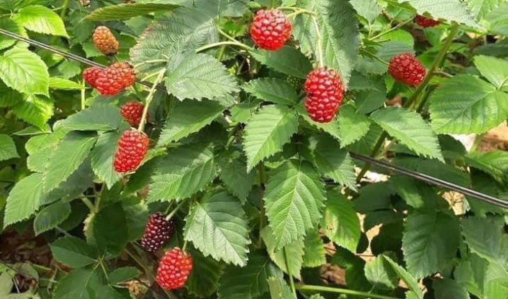 Mâm xôi là loại quả phổ biến ở Châu Âu và Bắc Mỹ. Chúng mọc tự nhiên bên các sườn đồi, thung lũng và giá khá rẻ. Ảnh: Internet