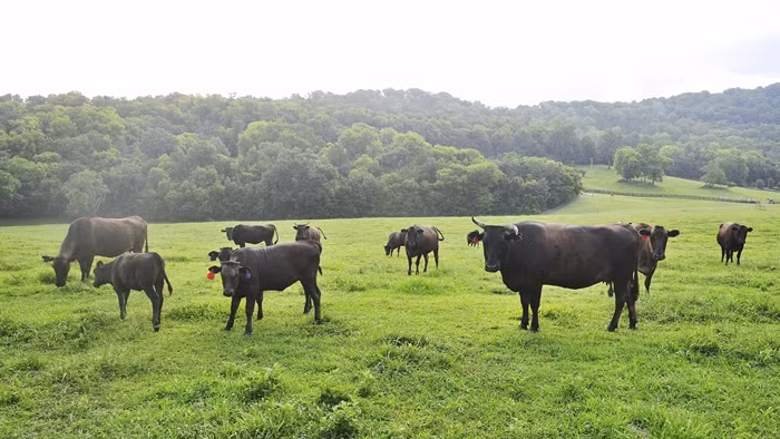Thậm chí, bò Wagyu còn được cho uống sữa bằng tay và gặm cỏ trên những đồng cỏ mênh mông rộng lớn.