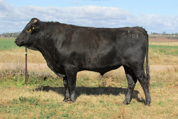 Quá trình nuôi bò Wagyu cũng rất công phu. Bò Wagyu được những người chăn nuôi nhỏ lẻ nuôi tại trang trại từ khi mới sinh. Khi chúng được khoảng 10 tháng tuổi, người ta bắt đầu bán đấu giá chúng cho một trang trại lớn hơn để "vỗ béo" trước khi bán cho các nhà hàng.