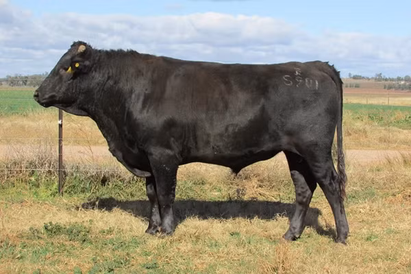 Quá trình nuôi bò Wagyu cũng rất công phu. Bò Wagyu được những người chăn nuôi nhỏ lẻ nuôi tại trang trại từ khi mới sinh. Khi chúng được khoảng 10 tháng tuổi, người ta bắt đầu bán đấu giá chúng cho một trang trại lớn hơn để "vỗ béo" trước khi bán cho các nhà hàng.