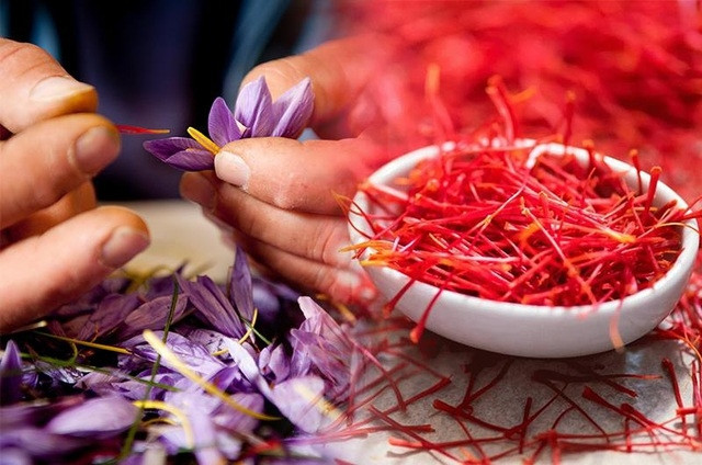 Sau khi được thu hái, những người phụ nữ Iran sẽ ngồi quanh chiếc bàn chất đầy hoa tím, nhẹ nhàng tách những cách hoa để lấy được sợi nhụy đỏ tươi bên trong.