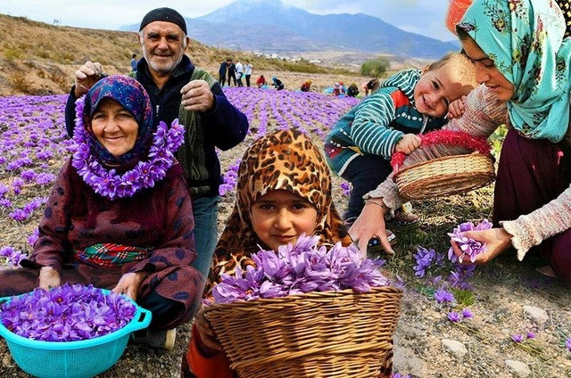  Nhụy hoa nghệ tây được ví như "vàng đỏ" bởi để có được nguyên liệu này đòi hỏi rất nhiều công sức. Phải cần tới 170.000 bông hoa mới sản xuất được 1kg nghệ tây.