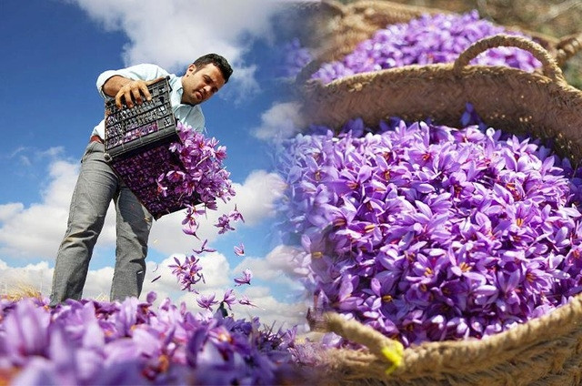 Các gia đình nô nức trên những cánh đồng hoa để thu hái nghệ tây trong những chiếc giỏ đan lát.