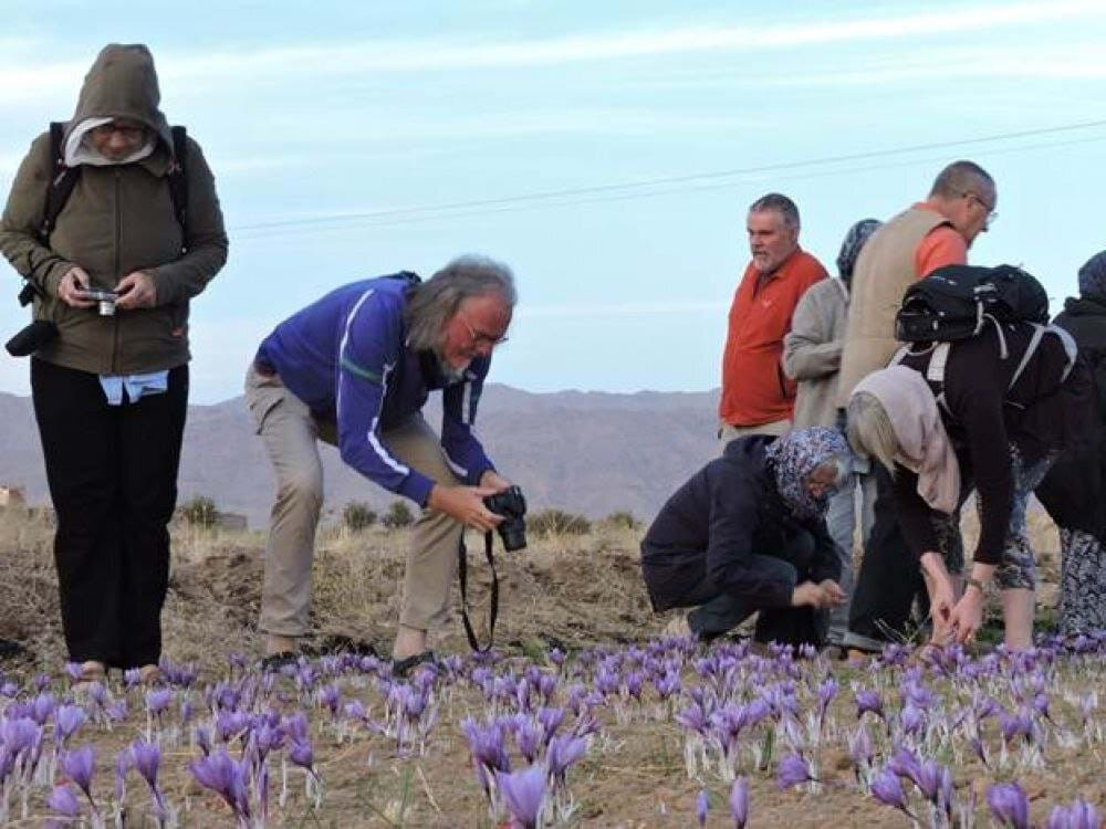 Việc thu hoạch nghệ tây không chỉ đơn thuần là thu thập những sợi nhụy mỏng manh. Đó còn là sự tôn vinh đất nước, văn hóa và truyền thống.