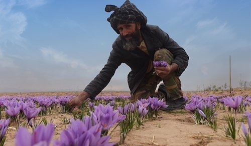 Vì cây rất thấp so với mặt đất, người hái phải cúi xuống trong suốt thời gian thu hoạch. Vào lúc cao điểm của mùa hoa, người dân phải đi ngủ lúc 3 giờ sáng và thức dậy lúc 7 giờ sáng.