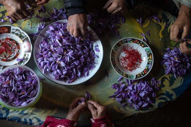 Giá bán nhụy hoa nghệ tây đắt nhất lên tới 25.000 USD/kg (hơn 500 triệu đồng).