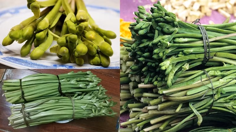 Tại một số cửa hàng rau đặc sản vùng miền ở thành phố, rau kèo nèo có giá bán tới 100.000 đồng/kg. Vì lạ và ngon, loại rau này luôn trong tình trạng hết hàng. Ảnh: Dân Việt