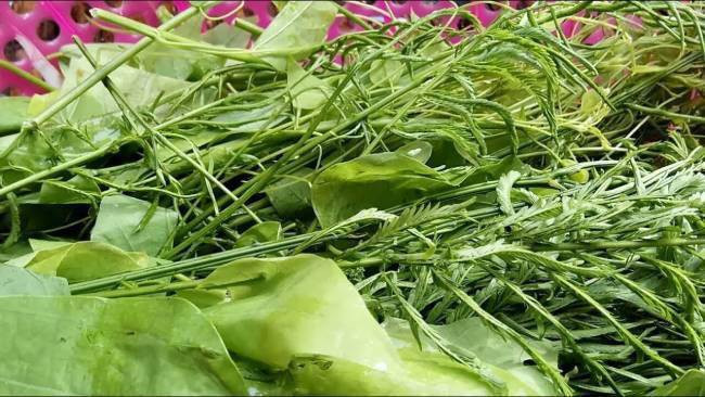 Trước kia, loại rau này mọc đầy rừng nhưng không ai ăn. Sau đó, một số người dân hái ăn thử và thấy ngon, từ đó mới trở thành đặc sản. Ảnh: Internet