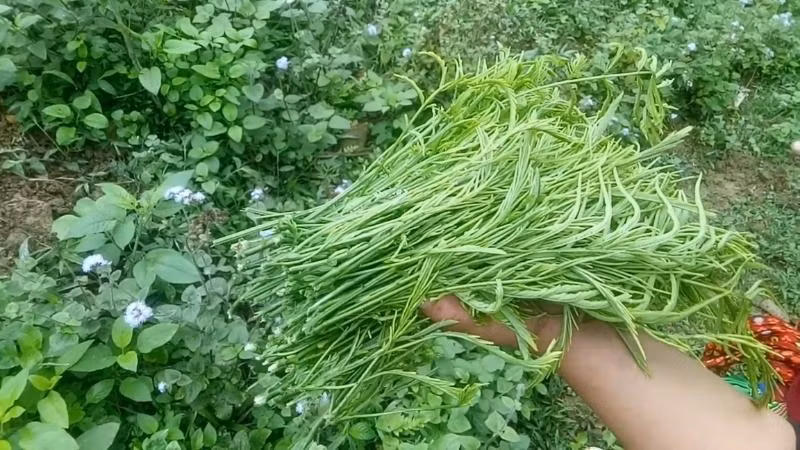 Rau thối là loại rau nức tiếng của vùng đất Tây Bắc, mọc hoang dại trong nhiều cánh rừng ở các tỉnh như Sơn La, Tuyên Quang... Ảnh: Bachhoaxanh