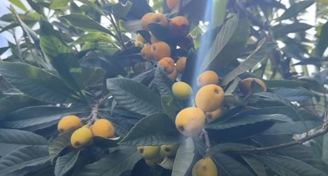 Nhót tây (sơn trà) trái vàng sai lúc lỉu.