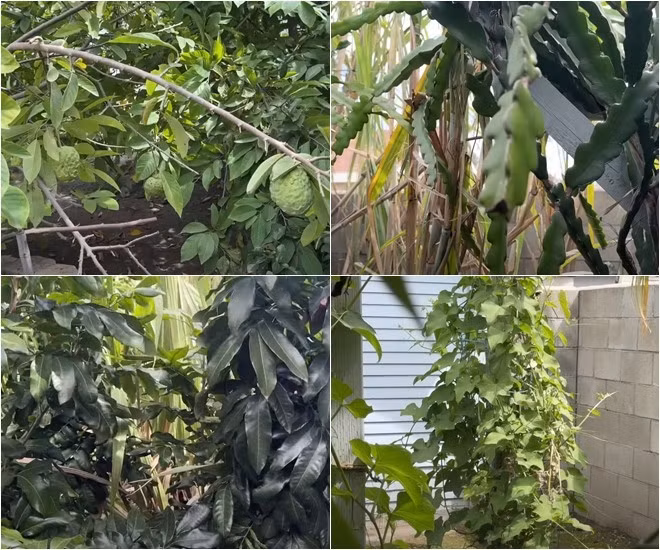 Trong vườn còn có nhãn, mía, thanh long, chuối, mãng cầu, ổi Đài Loan...