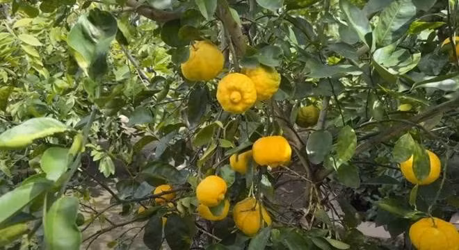 Chanh ngọt trong vườn nhà người mẫu Đức Tiến vàng ươm, có núm nhìn khá lạ.