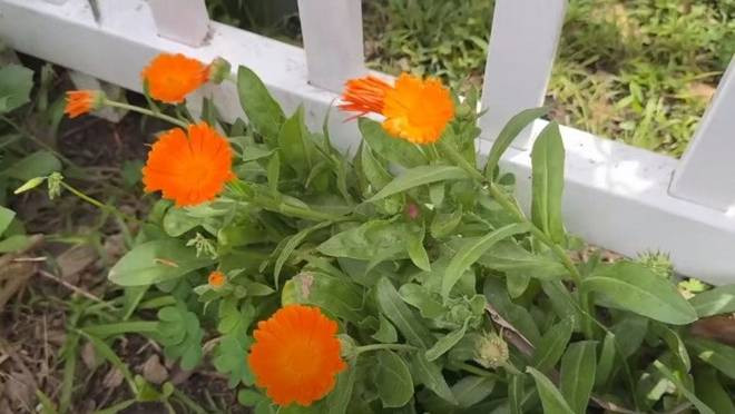 Bên cạnh cây ăn quả, Đức Tiến còn trồng nhiều loại hoa cho khu vườn thêm rực rỡ.