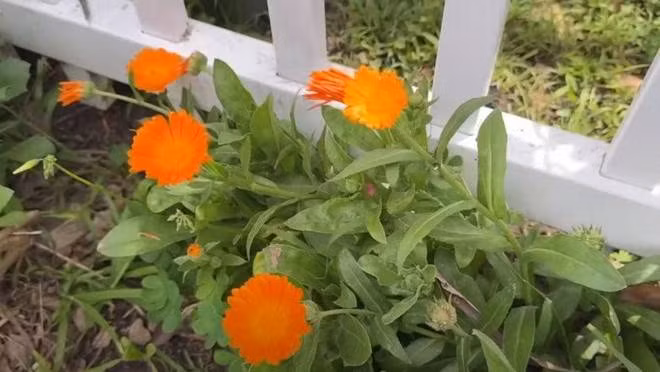 Bên cạnh cây ăn quả, Đức Tiến còn trồng nhiều loại hoa cho khu vườn thêm rực rỡ.