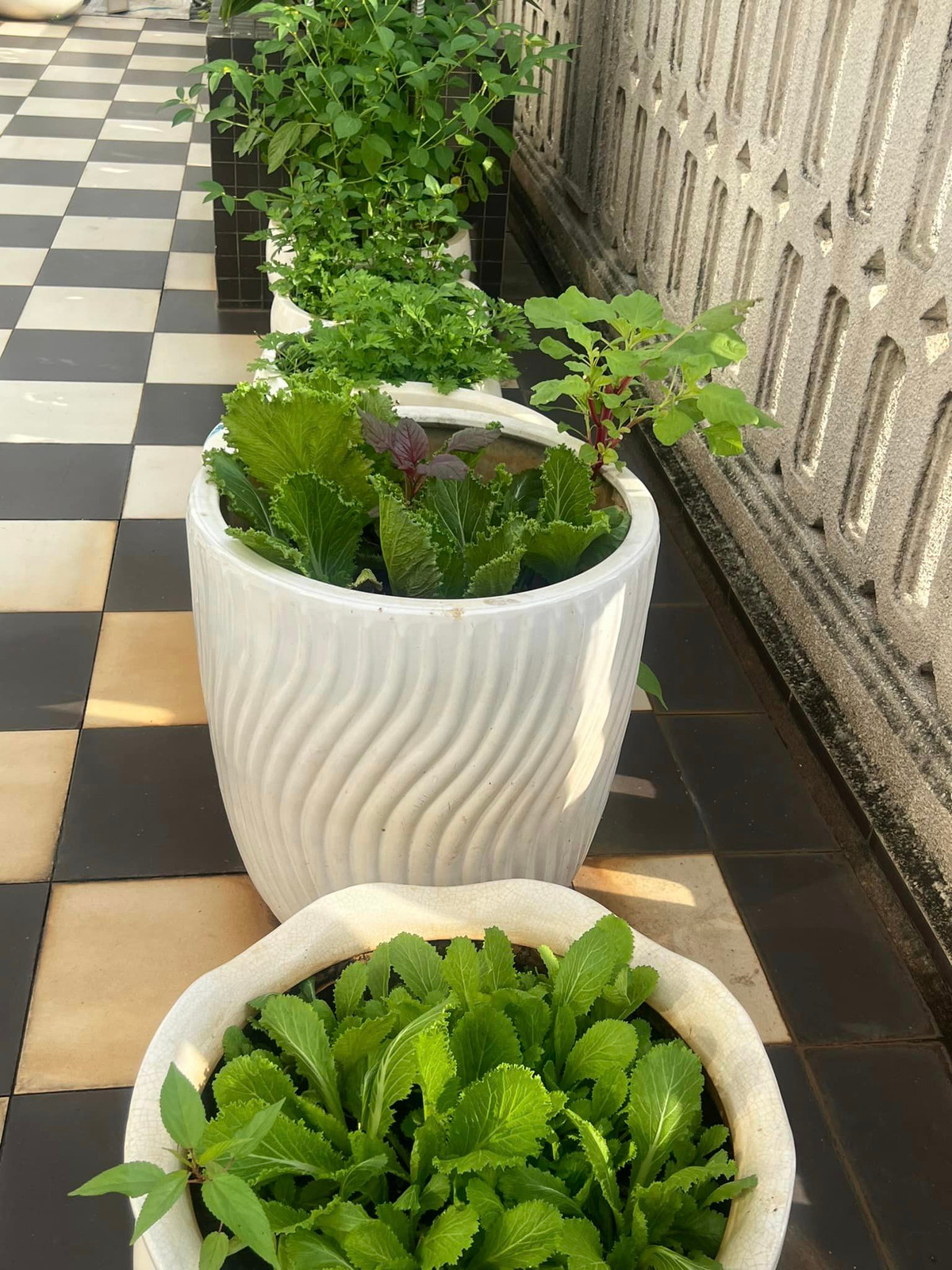 Những chậu rau xanh mướt.