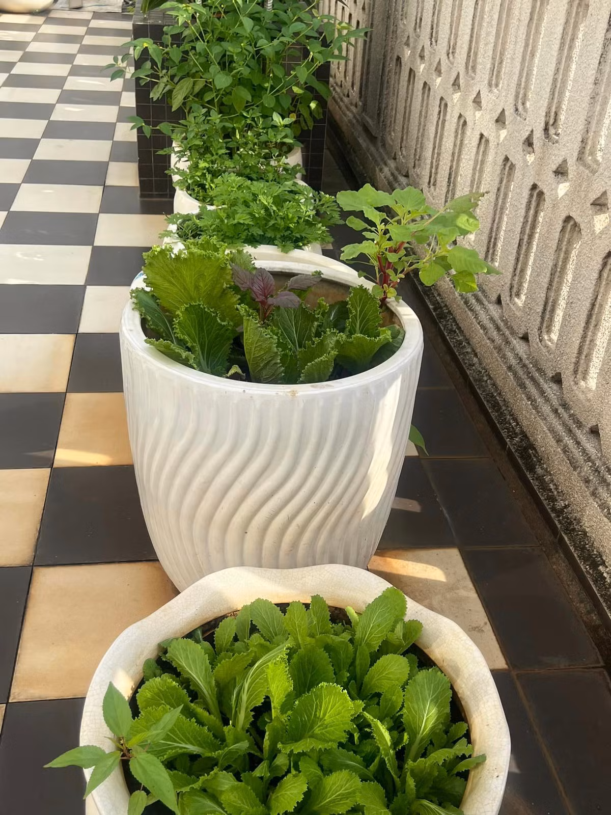 Những chậu rau xanh mướt.