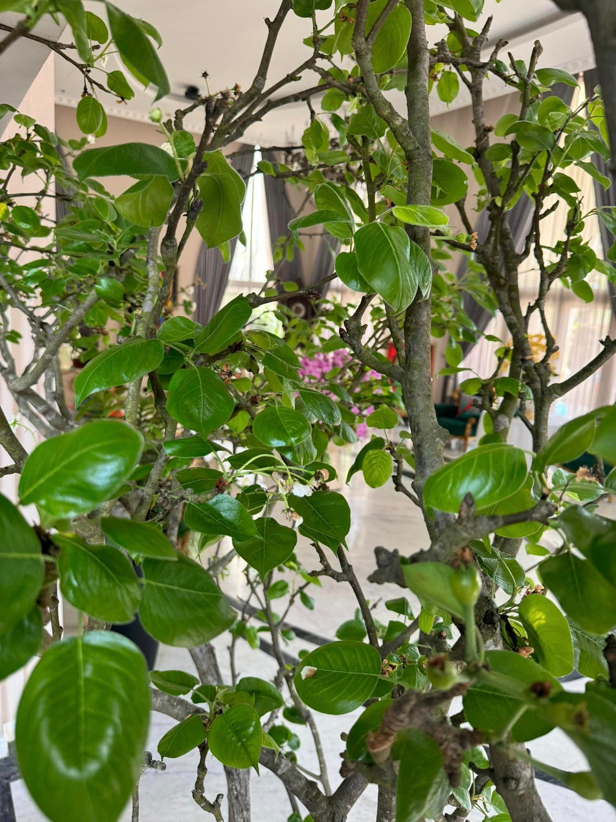 Cây nào cũng đâm chồi, nảy lộc. Nguồn ảnh: FBNV