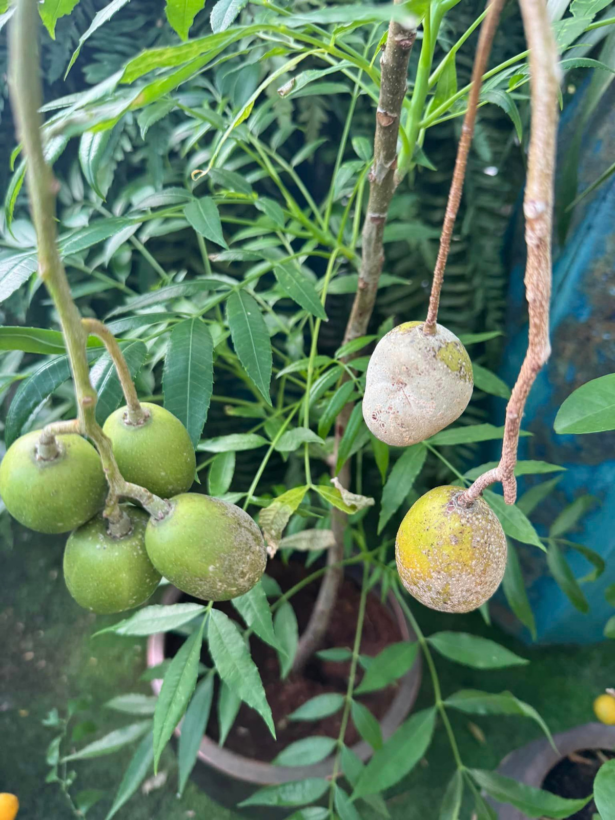 Cây cóc cho quả trĩu cành khiến khán giả xuýt xoa.