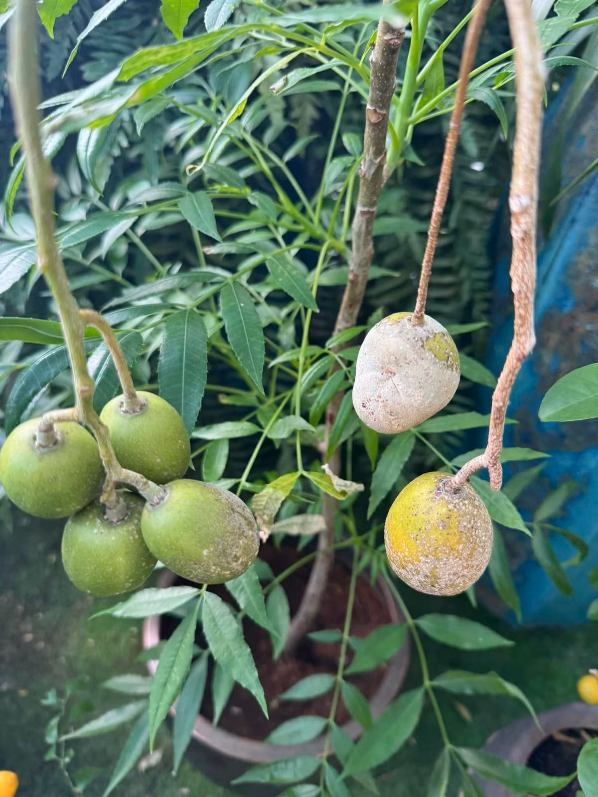 Cây cóc cho quả trĩu cành khiến khán giả xuýt xoa.