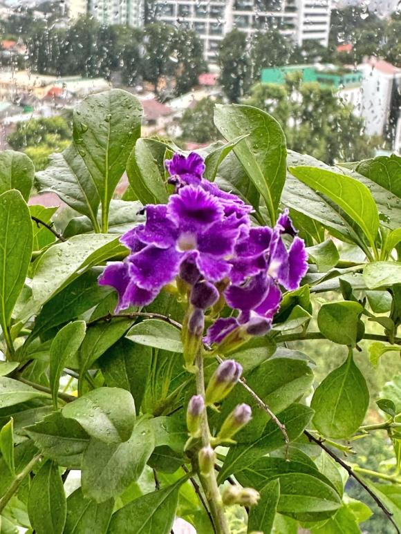 Các loài hoa rực rỡ đua nhau khoe sắc. Ảnh: FB Nguyên Khang