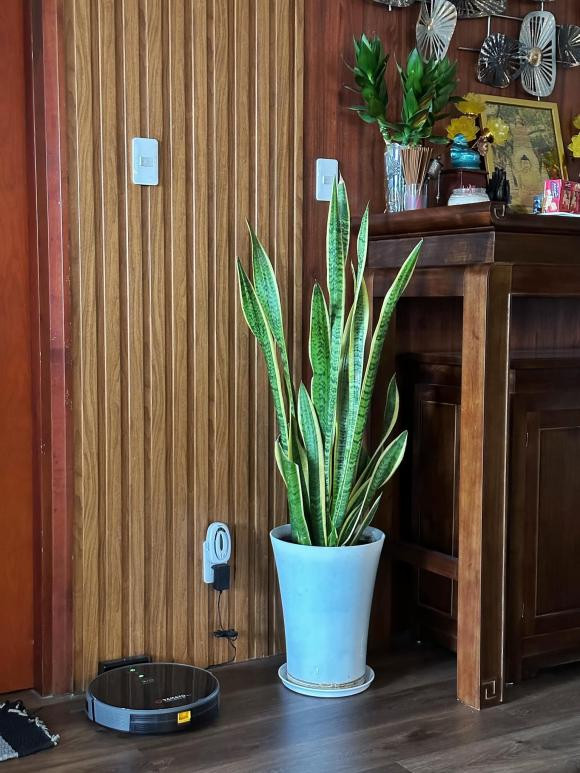 Yêu cây xanh nên trong căn hộ của MC Nguyên Khang không thể thiếu cây trang trí. Ảnh: FB Nguyên Khang