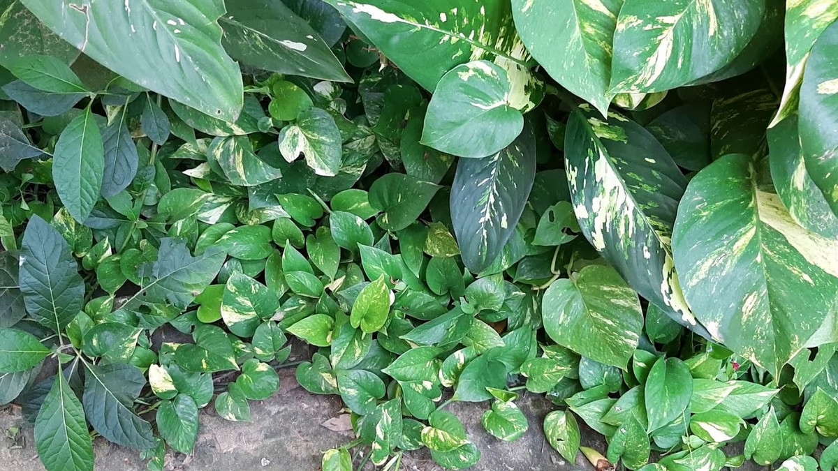 Ít ai biết, trước khi được đưa vào trưng bày trong nhà, xa xưa cây trầu bà mọc hoang dại, bò trên tường, dưới đất. Ảnh: YouTube