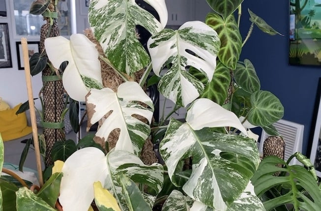 Cách đây vài năm, một số người chơi trầu bà lá xẻ ở TP HCM định giá loại trầu bà có tên Monstera mint thân leo, tùy theo kích thước, độ đột biến, giá từ 150 - 250 triệu đồng/lá. Loại thân bò đắt hơn có giá từ 350 - 500 triệu đồng/lá. Ảnh: Internet