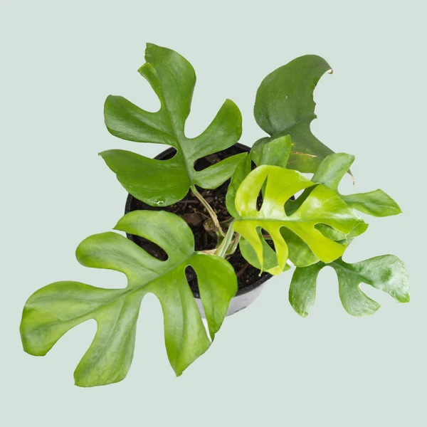 Nhận thấy sức hút của trầu bà lá xẻ, nhiều người chọn chơi cây như một phương thức đầu tư tài chính. Ảnh: PlantHouse