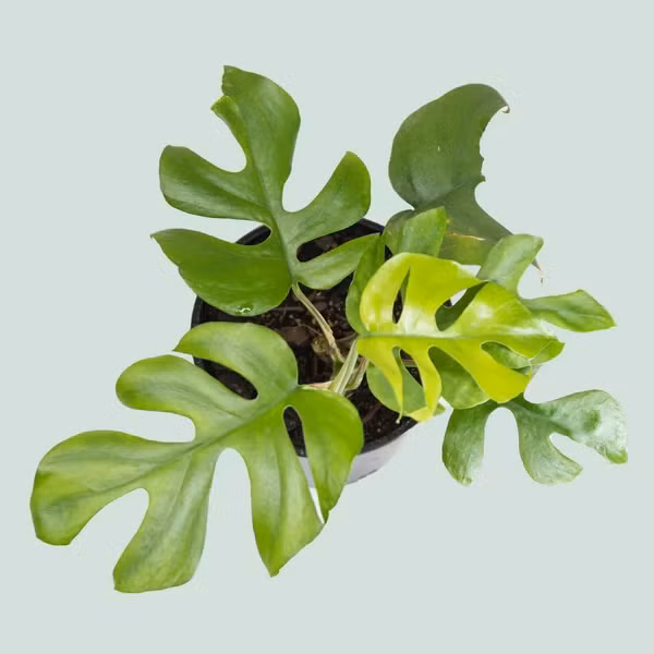 Nhận thấy sức hút của trầu bà lá xẻ, nhiều người chọn chơi cây như một phương thức đầu tư tài chính. Ảnh: PlantHouse