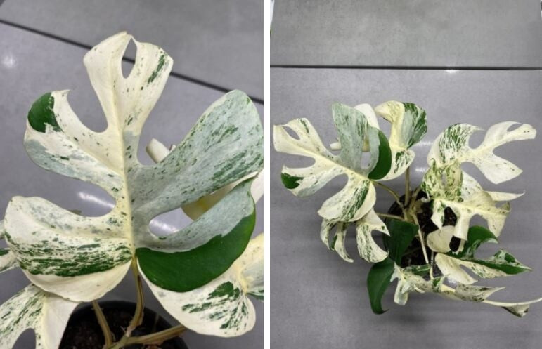 Cây trầu bà lá xẻ này có nguồn gốc từ Thái Lan và Malaysia. Người bán rao trên trang cho biết: "Loại cây này có 8 lá với chiếc thứ 9 sắp bung ra. Mỗi lá đều có độ uốn lượn tuyệt vời cũng như thân và bám rễ tốt được trồng trong chậu đường kính 14cm". Ảnh: CNN