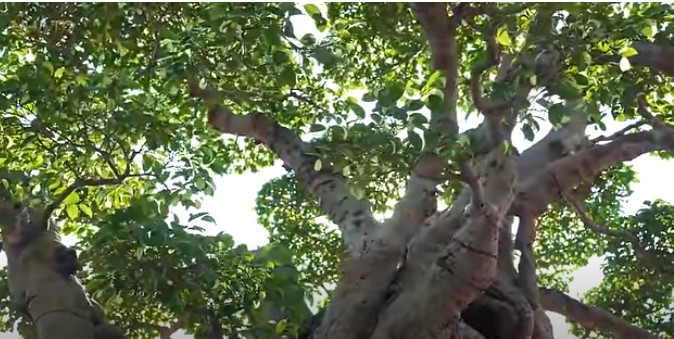 Theo giới thiệu trên kênh YouTube NhaTo, chủ nhân của tác phẩm sanh cổ là nghệ nhân Tuấn sư phạm. Anh cũng là người trực tiếp tạo bông tán, tay cành cho cây suốt 20 năm qua. Ảnh chụp màn hình NhaTo