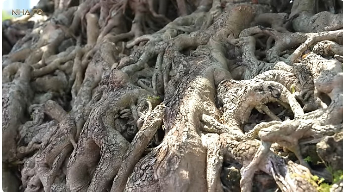 Cây sanh sổ trồng trong chậu có bộ rễ với chu vi 9,1m; dài 3,7m; ngang 2m và cao 1,9m; riêng chiều cao bộ rễ là 0,55m, chiều cao 3,2m. Ảnh chụp màn hình NhaTo