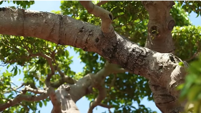 Nghệ nhân Tuấn tiết lộ, năm 2006, có đại gia đổi 2 căn nhà và bù thêm 10 tỷ để mua tác phẩm sanh cổ nhưng chủ nhân không đồng ý vì bản thân rất yêu cây. Ảnh chụp màn hình NhaTo