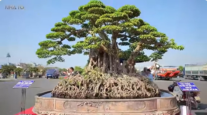 Đây cũng là cây sanh cổ lập kỷ lục Guinness có bệ rễ lớn nhất Việt Nam, với 9 thân như 9 con rồng bay lượn. Ảnh chụp màn hình NhaTo