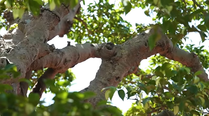 Các tay cành của cây sanh lá móng. Ảnh chụp màn hình NhaTo