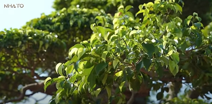 Thậm chí, có người cho rằng hàng trăm năm sau chưa chắc đã tìm ra một tác phẩm trọn vẹn tính "Cổ - Kỳ - Mỹ - Văn" như tác phẩm sanh cổ này. Ảnh chụp màn hình NhaTo