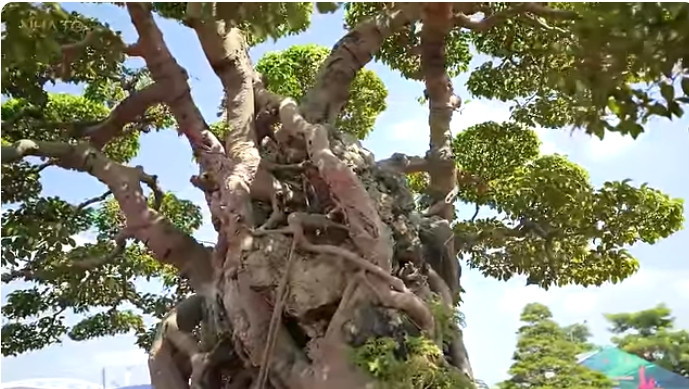 “Cửu long tranh châu” là loại sanh lá móng, một loại sanh quý được giới sành chơi cây cảnh nghệ thuật rất ưa thích bởi nhiều ưu điểm như lá đẹp, mau dăm, thân u ục nần nù, quanh năm ra lộc và lộc có màu rất đẹp... Ảnh chụp màn hình NhaTo